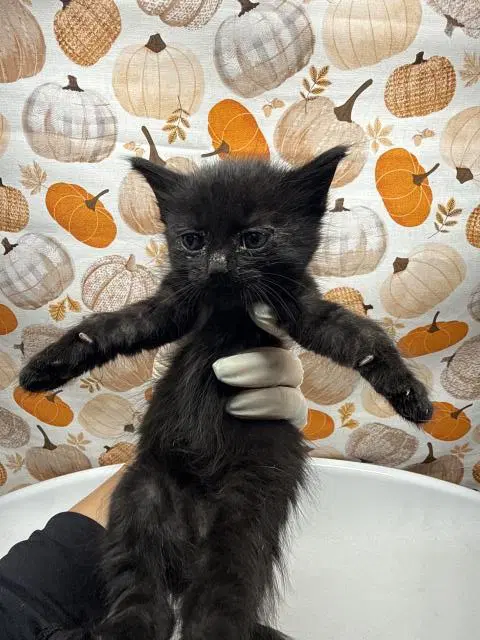 Flor - Domestic Short Hair
