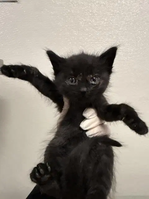 Juan - Domestic Short Hair