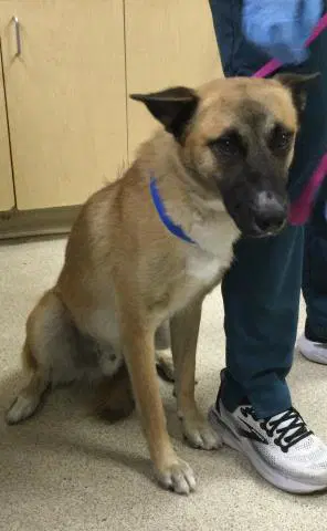 Max - German Shepherd Dog