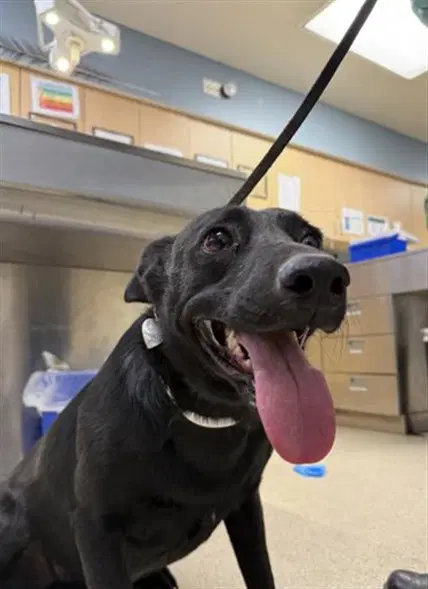 Moo - Labrador Retriever