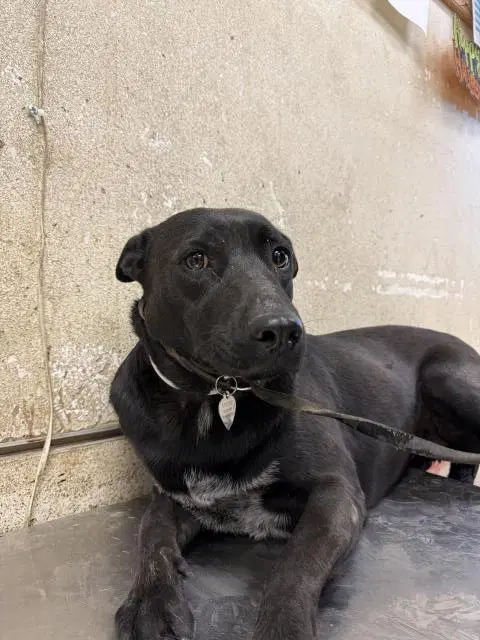 Mimi - Labrador Retriever