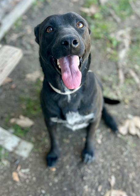 Mimi, Labrador Retriever / Mixed (medium coat)