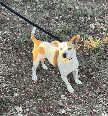 Tails - Terrier