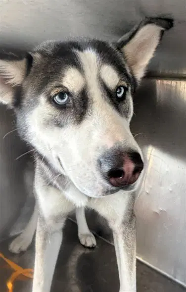 Rosy - Siberian Husky