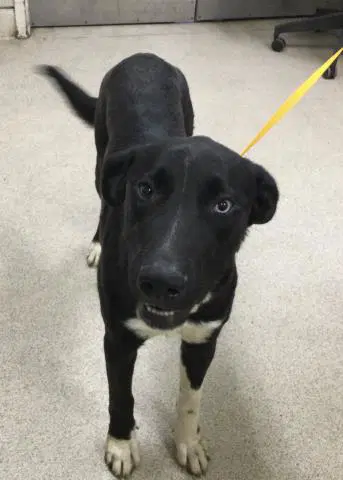 Girly - Labrador Retriever