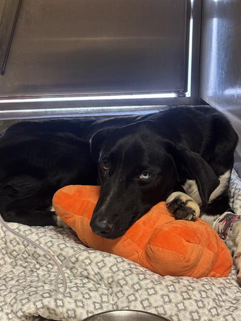 Girly, Labrador Retriever / Border Collie / Mixed (medium coat)