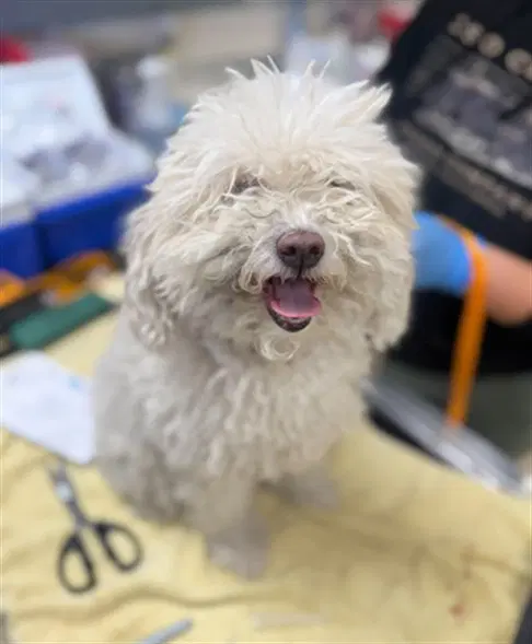 Cleo - Poodle (Miniature)
