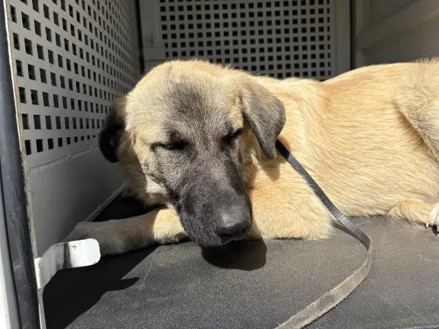 Tanner - Anatolian Shepherd