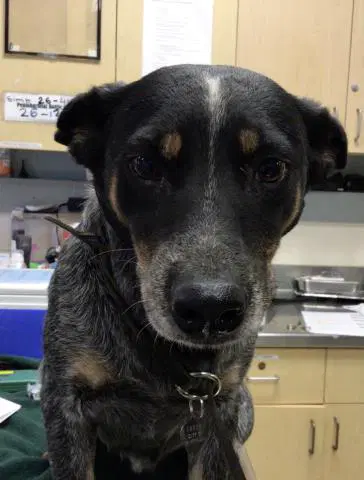 Sky - Australian Cattle Dog/Blue Heeler