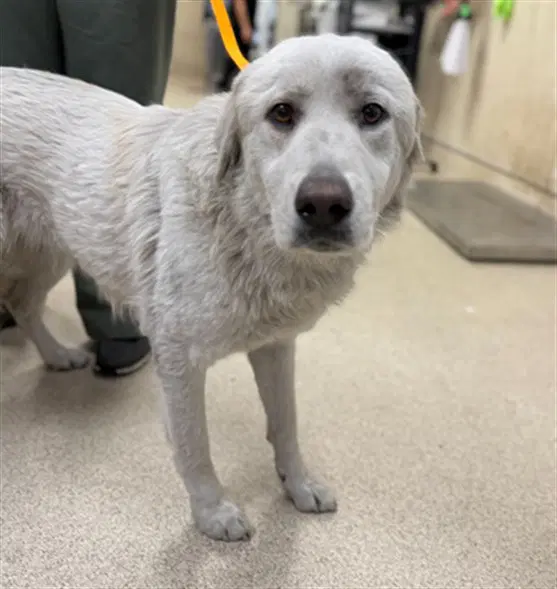 Cinderella - Great Pyrenees