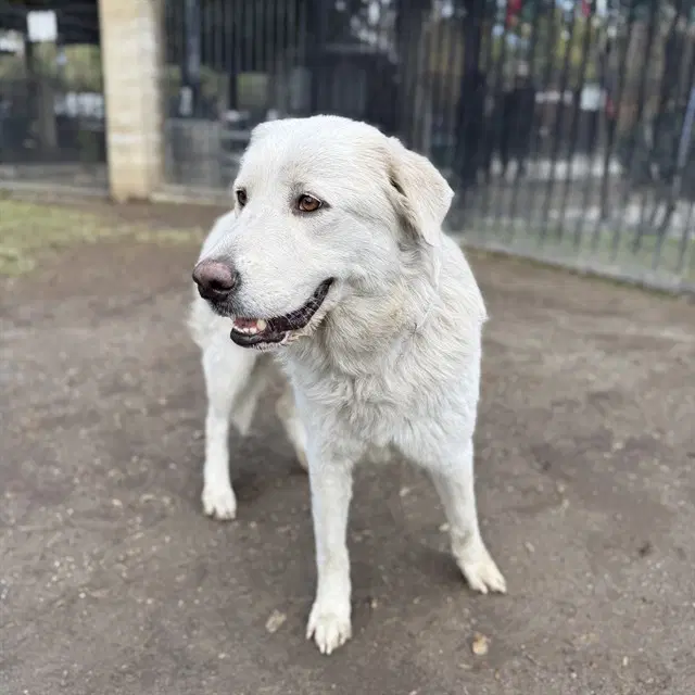 Cinderella - Great Pyrenees