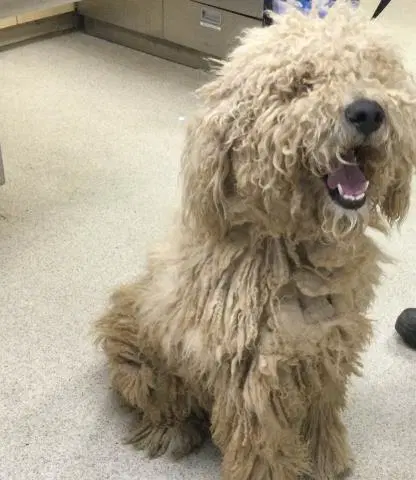Franklin - Poodle (Standard)