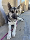 SHIRLEY — Riverside, CA Adoption