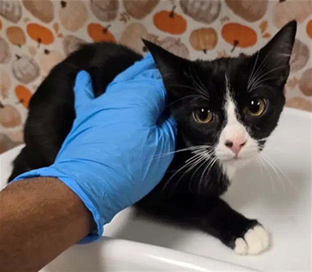 Mickey One - Domestic Short Hair