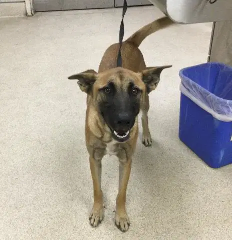 Trouble - Belgian Shepherd Malinois