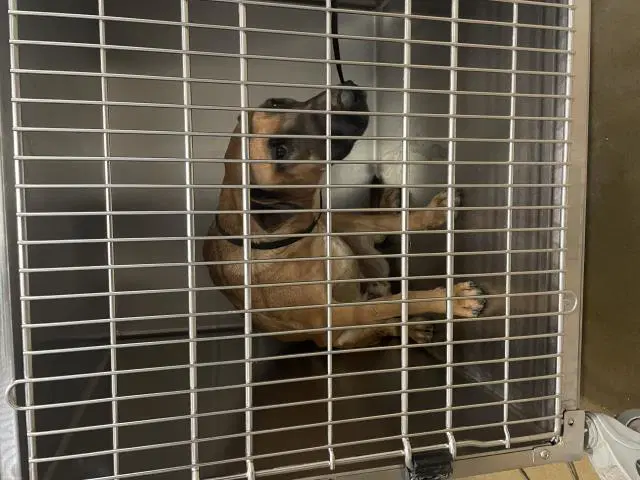 Double - Belgian Shepherd Malinois