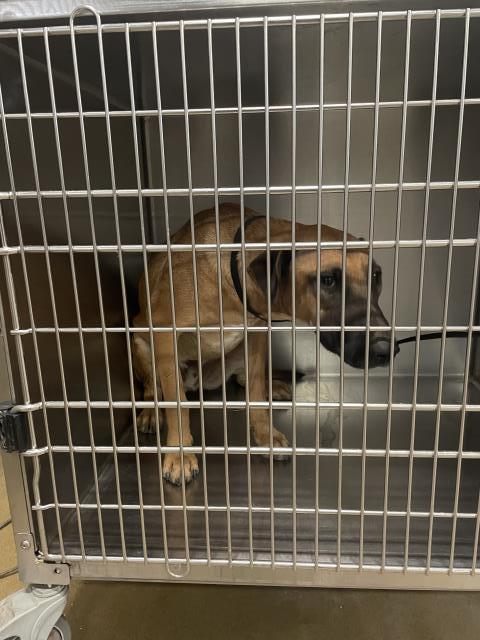 Double, Belgian Shepherd Malinois / Mixed (medium coat)