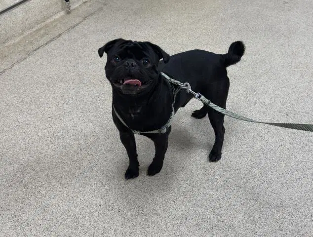 Chopper - Pug
