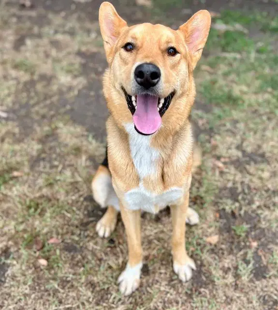 Goji - German Shepherd Dog