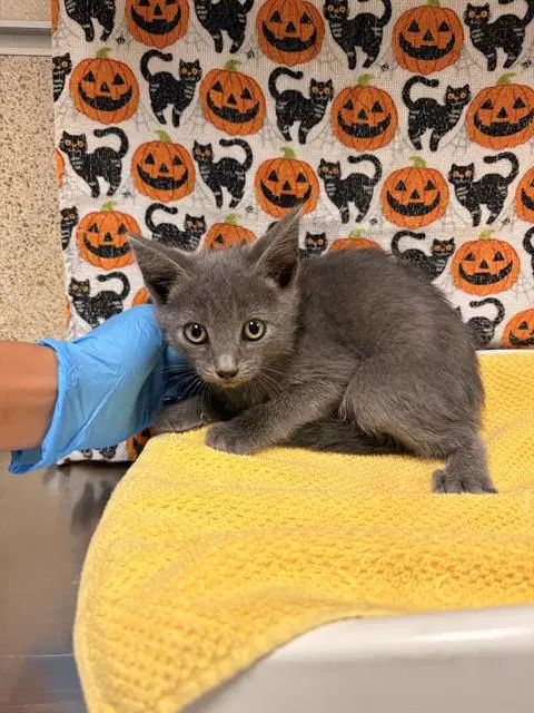 Gris - Domestic Short Hair