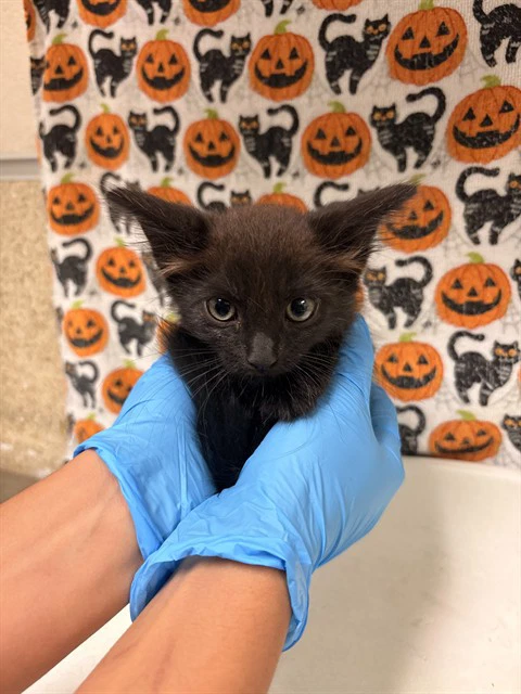 Coal