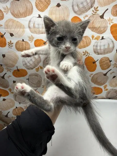 Cindy Lou - Domestic Short Hair
