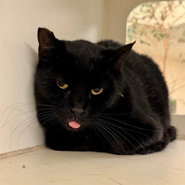 Shadow - Domestic Short Hair