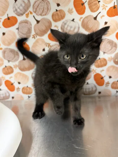 Whisper - Domestic Short Hair