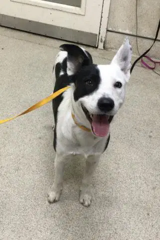 Spot - Border Collie