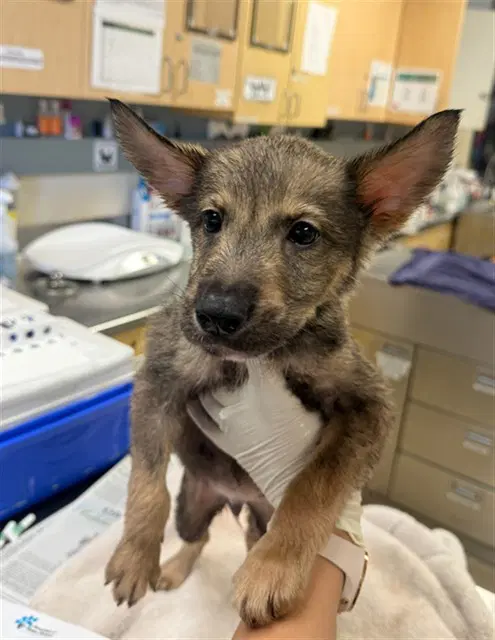 Walter - German Shepherd Dog