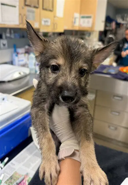 Otis - German Shepherd Dog