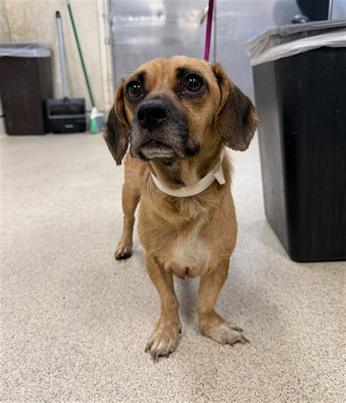 Shasta, Beagle / Mixed (medium coat)