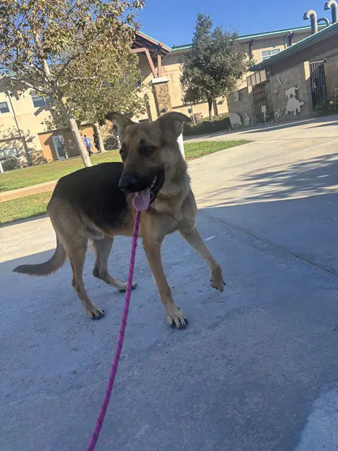 Leaf - German Shepherd Dog