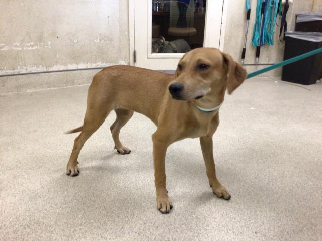 Canela