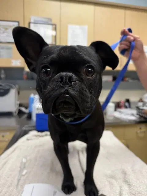 Petey - French Bulldog