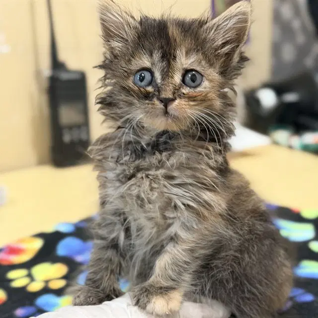 Chiquis - Domestic Long Hair