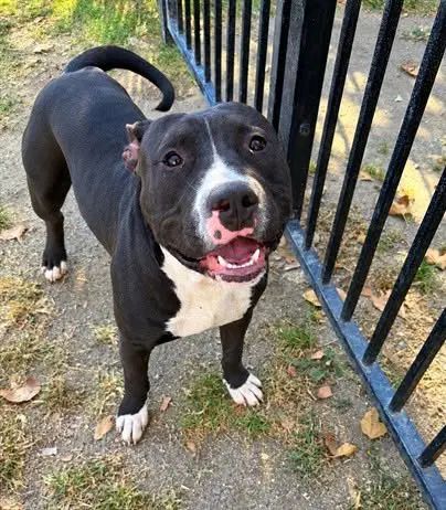 King - Pit Bull Terrier