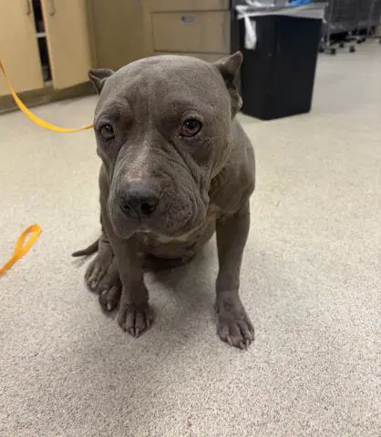 Belle - Pit Bull Terrier