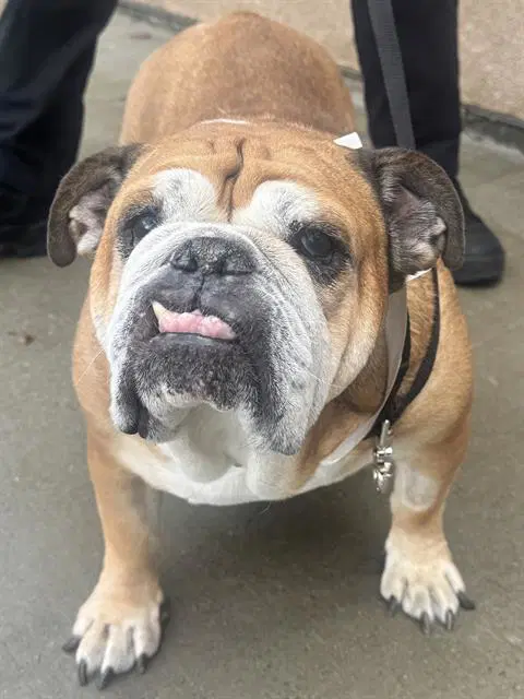 Violet - English Bulldog