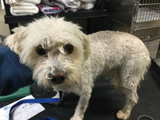 Angel - Poodle (Miniature)
