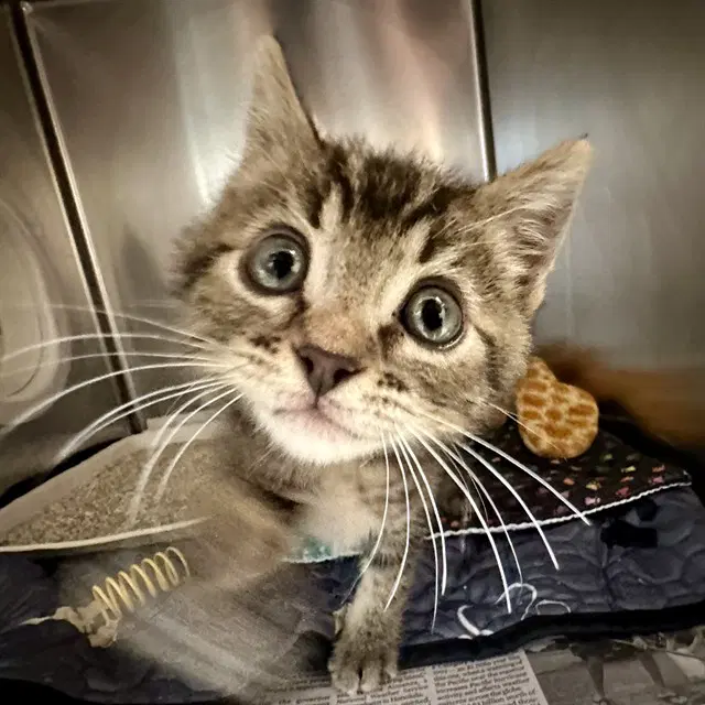 Marvin - Domestic Short Hair