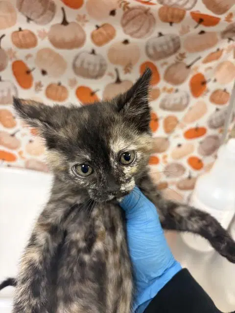 Suzanne - Domestic Short Hair
