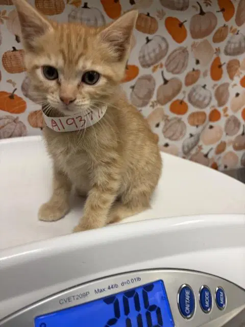 Clementine - Domestic Short Hair