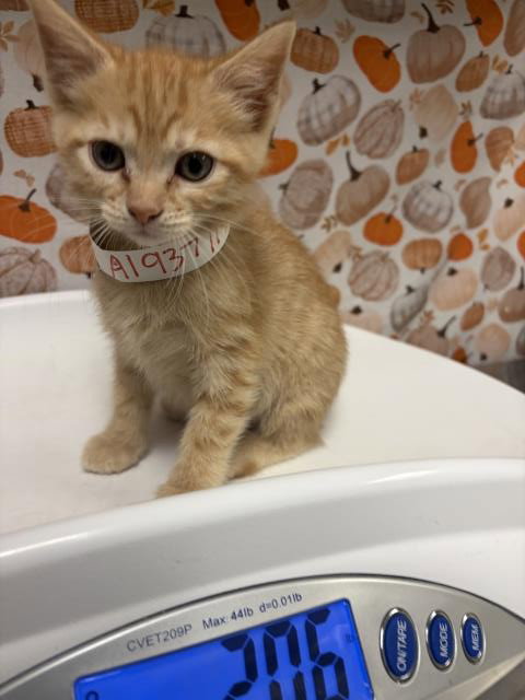 Clementine, Domestic Short Hair (medium coat)