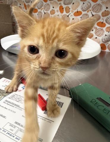 Oscar, Domestic Short Hair (medium coat)