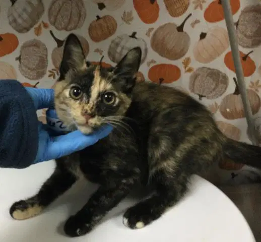 Tortilla - Domestic Short Hair