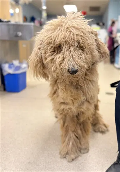 Charlie Brown - Poodle (Standard)