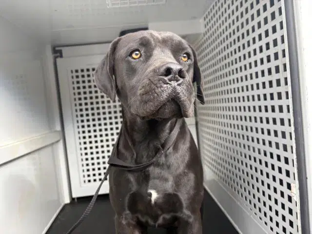 Blue - Mastiff