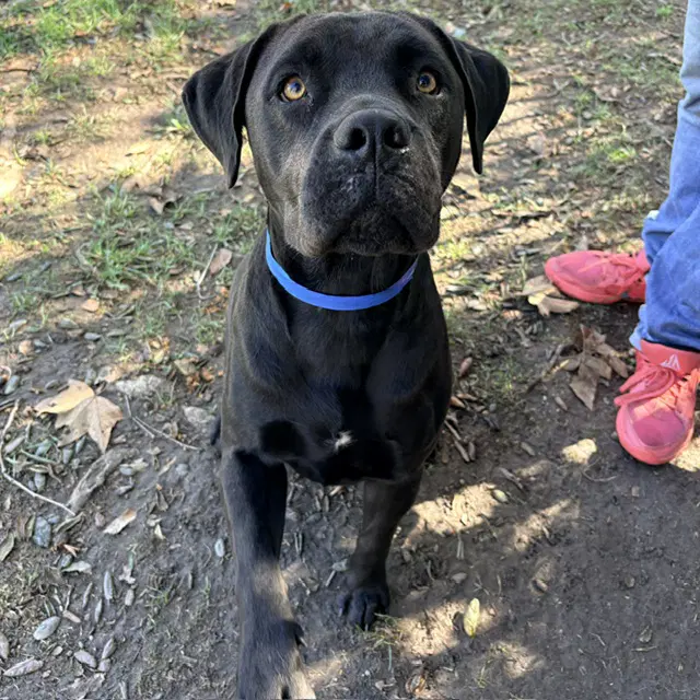 Blue - Mastiff
