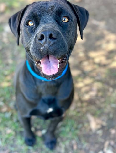 Blue, Mastiff / Mixed (medium coat)